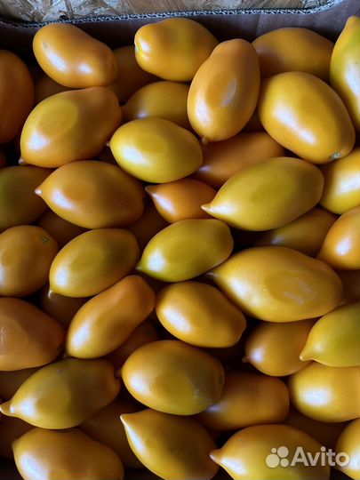 Томат, помидор, чери, пуля, желтая сливка