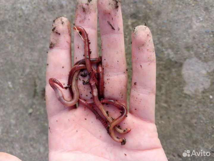 Калифорнийские черви