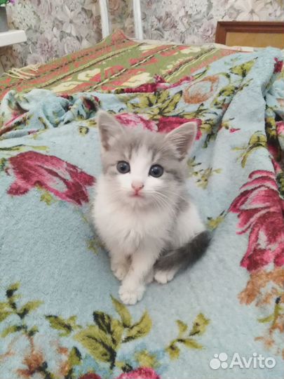 Котенок в добрые руки