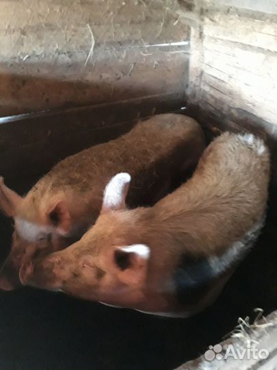 Свинья домашняя