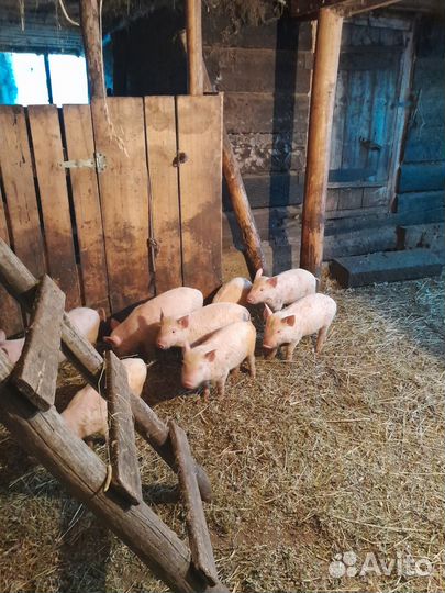 Поросенок ландрас