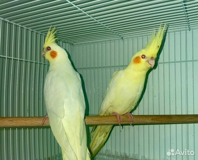 Попугай корелла