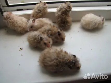 Клетки новые для хомяка