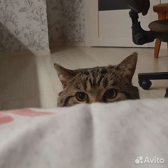 Шотландский кот вязка