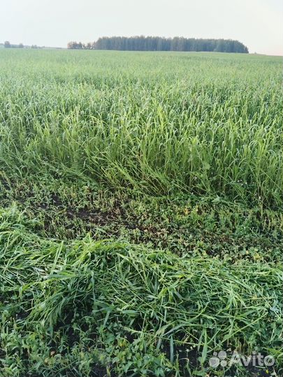 Продам сено в рулонах