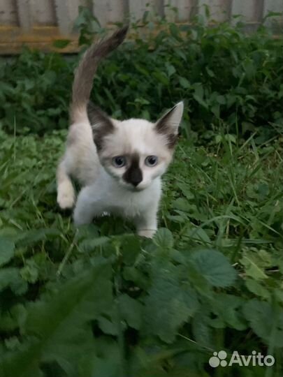 Котята ищут приют