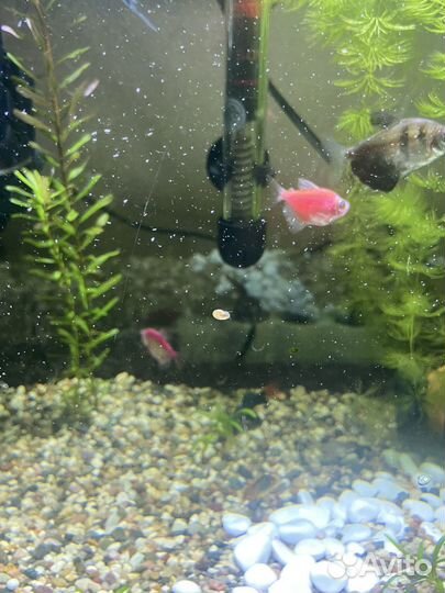 Улитки катушки