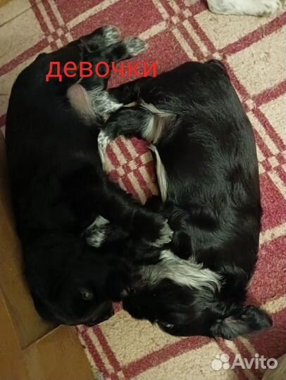 Русский охотничий спаниель щенки