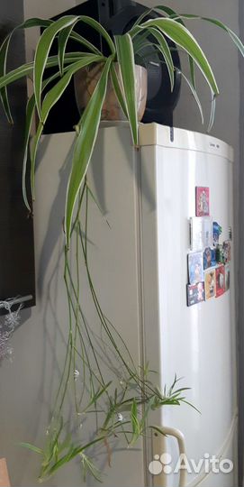 Хлорофитум лаксум