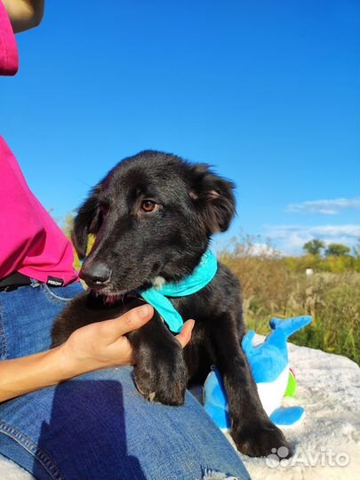 Собака Уголёчек