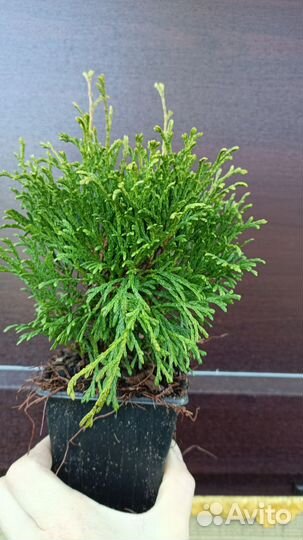 Редкие туи информация в описании