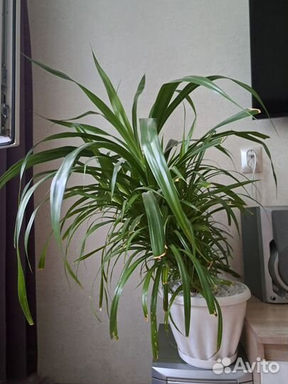 Пальма панданус