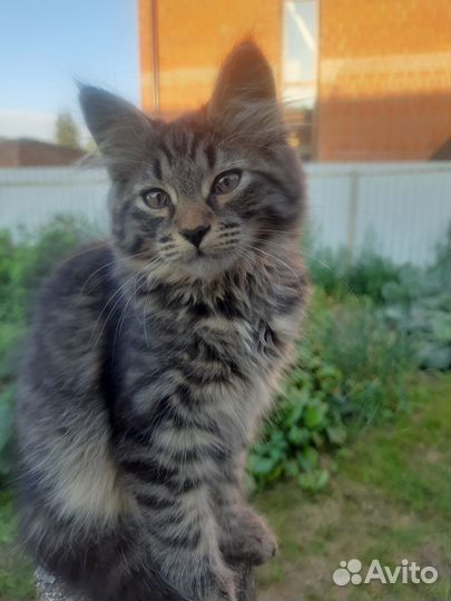 Котёнок в добрые руки бесплатно