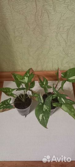 Сингониумы