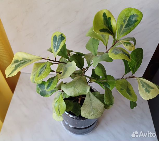 Фикус триангулярис