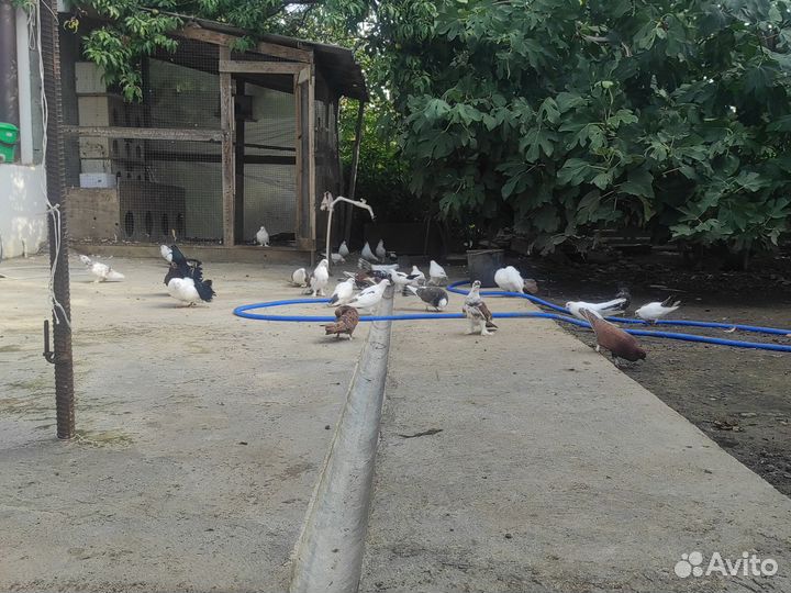 Продажа голубей