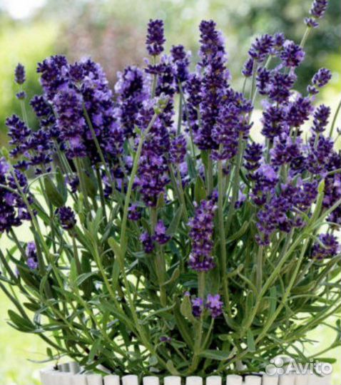 Лаванда узколистная