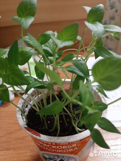 Рассада перца сладкого