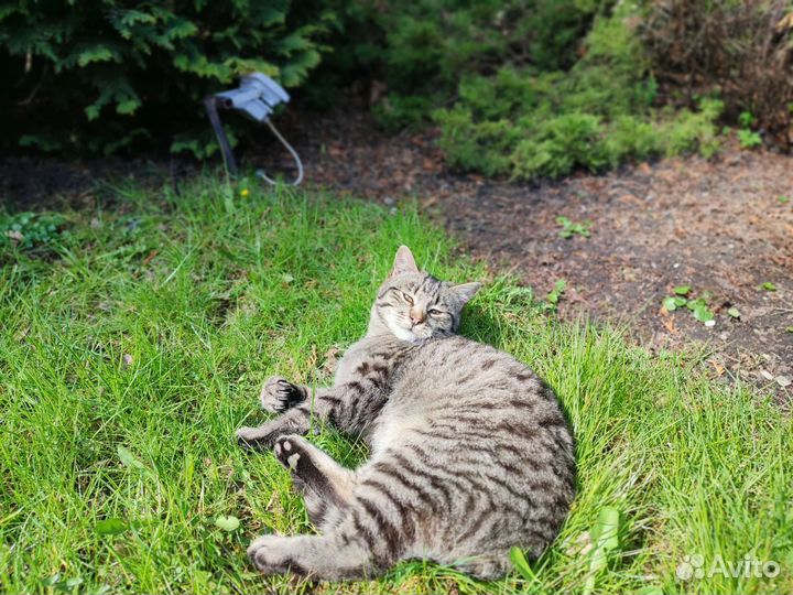 Котик Кошарик