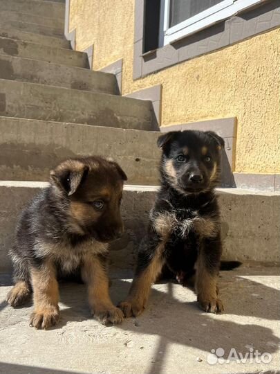 Немецкая овчарка