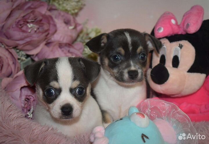Щенки чихуахуа