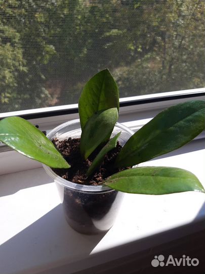 Замиокулькас