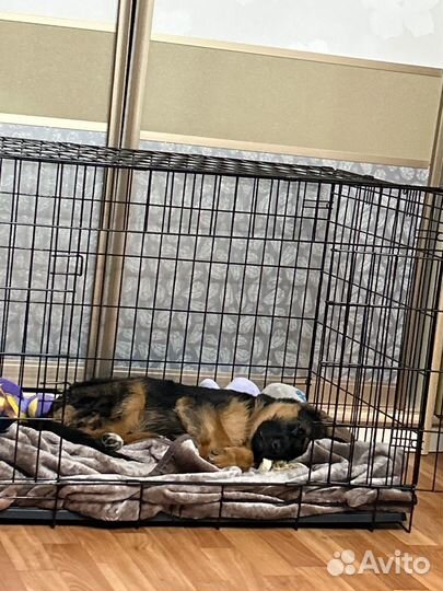 Клетка для собак номер 4