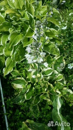 Хосты более 40 сортов