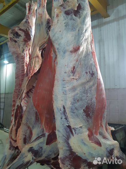 Продам мясо говядина