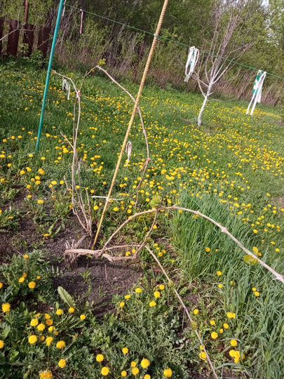 Дача 10 м² на участке 14 сот.