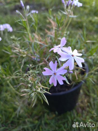 Флокс шиловидный