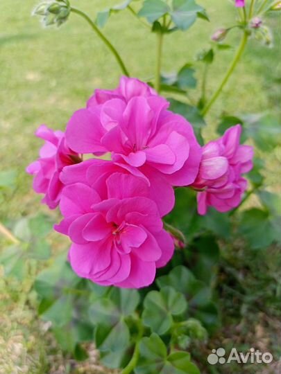 Пеларгония герань