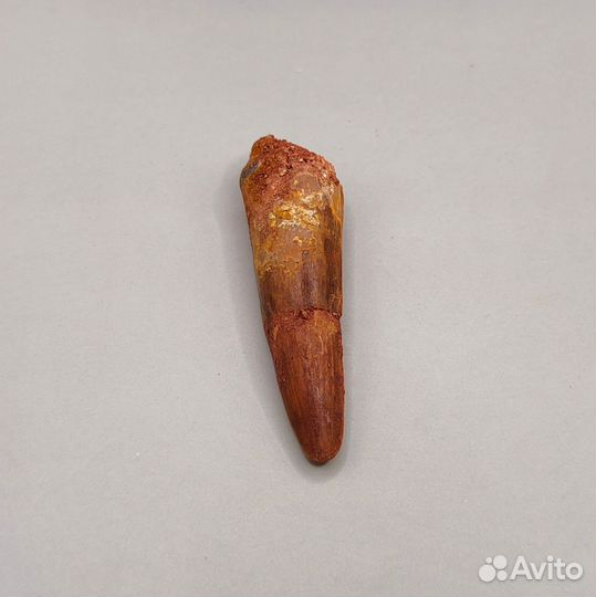 Зуб спинозавра (крупный 6,22 см) / Окаменелости