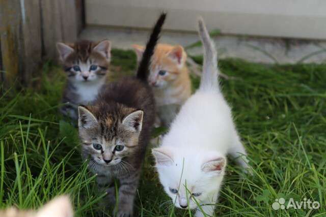 Котята в добрые руки
