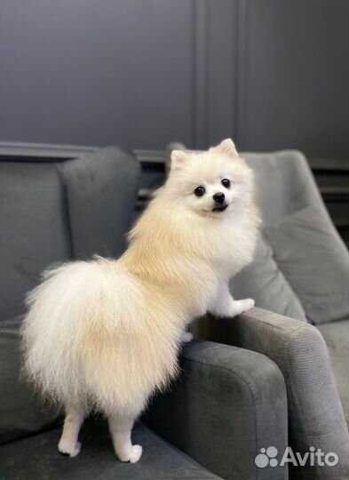 Померанский шпиц вязка кобель