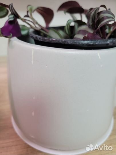 Набор комнатных растений 8 шт