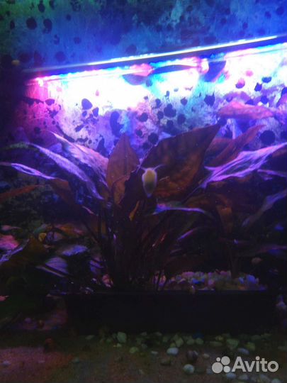 Эхинодорус