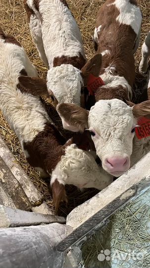 Телята бычки и телки