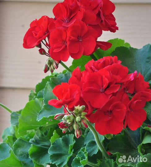 Пеларгония