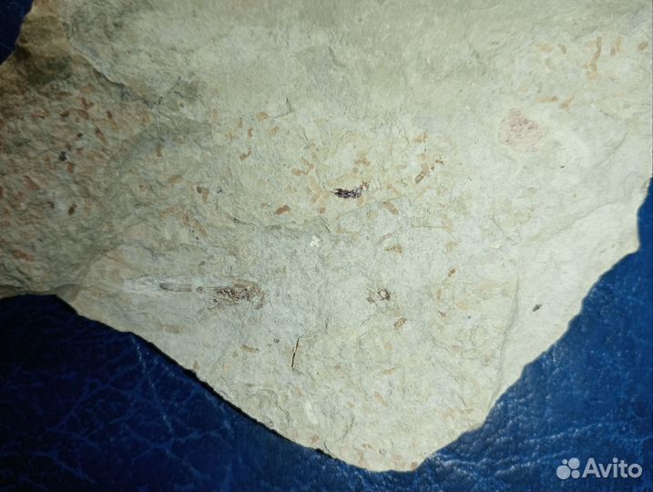 Окаменелый кузнечик