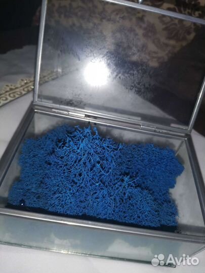 Стабилизированный мох