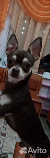 Случка чихуахуа, мужик