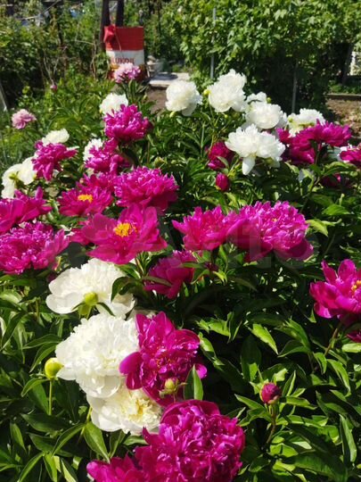 Дача 20 м² на участке 5 га