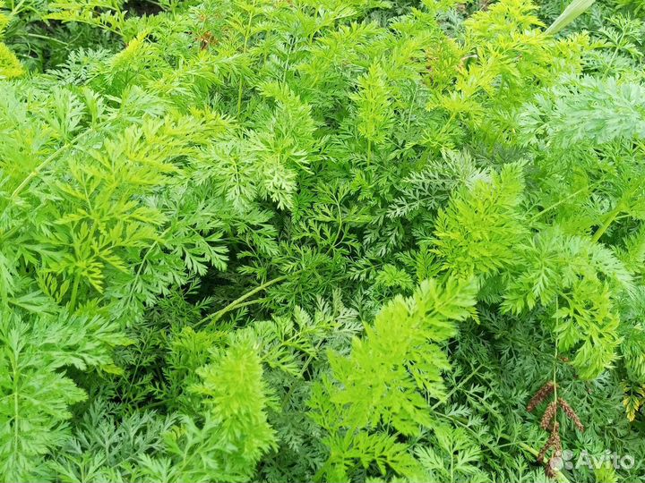 Капуста цветная белокочанная на заколки морковь