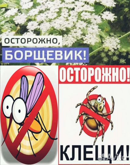Обработка участка от борщевика, клещей,комаров