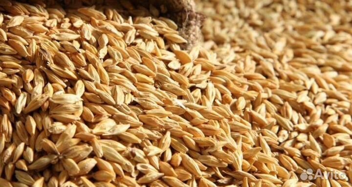 Зерно пшеница ячмень овёс