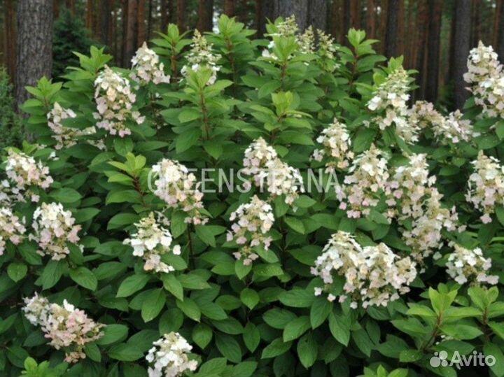 Гортензия метельчатая Tardiva/С35
