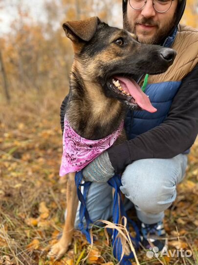 Собака в добрые руки
