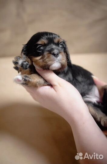 Щенки Кавалер Кинг Чарльз Спаниель. Бронирование