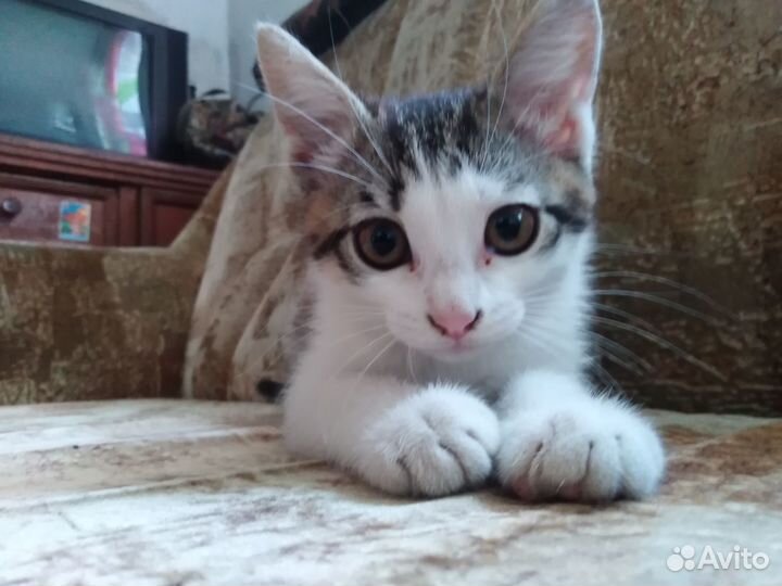 Отдам котёнка, девочка 1.5 месяца